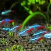 Peixe Ornamental Grande, Peixe Tropical Pequeno de Água Doce Fácil de Cuidar, Peixe Leve, Aquário de Tanque com Plantas Natação em Grupo Peixes de Estimação