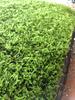 Musgo de cabelo branco fresco, musgo cinza pequeno, musgo verde, musgo verde aveludado curto, musgo de penas grande, musgo de chuva, musgo estrela, jarra de água e terra, jarra de floresta tropical