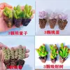 Set para Principiantes de Suculentas: Plantas de Interior Pequeñas en Maceta Como Huevo de Durazno, Árbol del Dinero, Cadena de Dinero y Niño Oso, Plantas Verdes Fáciles de Cuidar