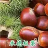 Uma muda de castanha para entrega, extra grande, plantada no norte e sul, Dahongpao, e frutificando no mesmo ano, plantada em Qianxi, castanheiras enxertadas