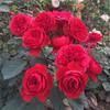 Balcón de Jugo Planta en Maceta Rosa con Capullos Florece Todo el Año Flor de Rosa Rosales Fáciles de Cultivar con Aroma Frutal