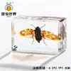 Artesanías de especímenes, insectos reales, escarabajo ciervo, escorpión, escarabajo, araña, regalos de enseñanza de ciencias biológicas, adornos de resina