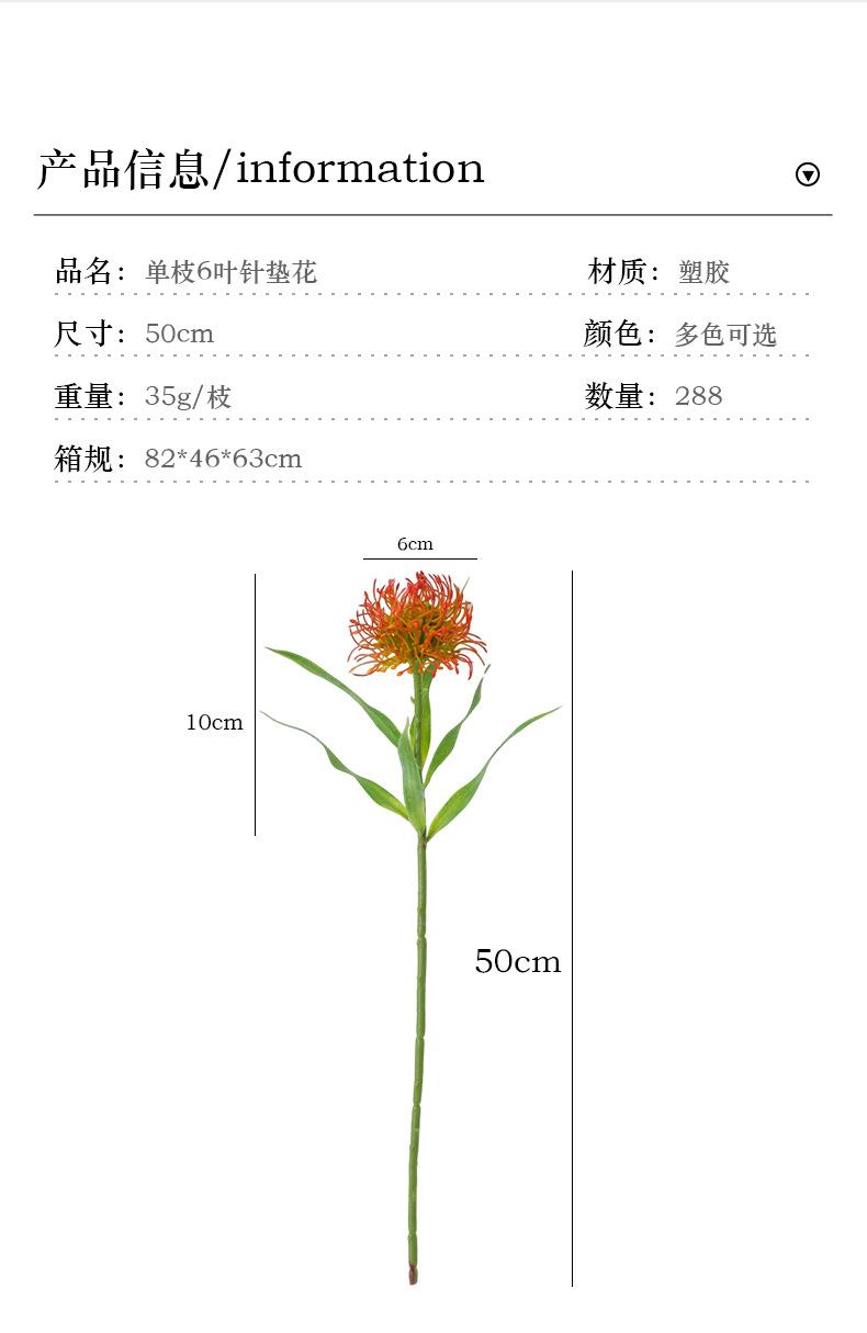 单枝6叶针垫花_03.jpg