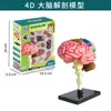 Ventas Directas de Fábrica Modelo del Cuerpo Humano Juguetes para Niños Ciencia Cognitiva Stem Rompecabezas Educativo Ensamblaje de Órganos Estructura Ósea del Esqueleto