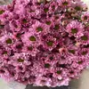 Atacado de Flores Margaridas Multicabeça, Entrega Direta de Yunnan, Cestas de Flores, Buquês, Arranjos para Vaso em Casa, Exposição em Banca, Compra em Grupo, Dropshipping de Uma Peça