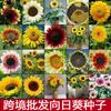 Sementes de Girassol, Sementes de Girassol Comestíveis, Sementes de Girassol Oleífero de Flor Grande, Sementes de Girassol Ornamentais Fáceis de Cultivar e que Florescem em Todas as Estações
