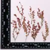 Hoja Flor Seca Espécimen Materiales Hechos a Mano Decoración Natural en Relieve Producción DIY Espécimen de Planta Materiales para Pegatinas Decorativas