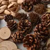 Materiales para manualidades de jardín de infantes cáscaras de fruta seca cáscaras de nuez cáscaras de cacahuete cáscaras de pistacho cáscaras de semillas de girasol piñas bellotas