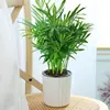Planta en maceta de palma areca, planta verde grande para sala de estar interior, bonsái hawaiano de hoja pequeña, planta de flor de coco de la suerte