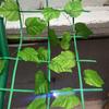 Red de escalada ecológica de pendientes, compuesto para minas, red de enredadera verde, red de escalada de plantas, red de escalada de montaña, red de escalada de enredadera de cáñamo tigre