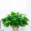 Vaso Verde Interior Casa Nova Absorvendo Formaldeído para Purificar Ar Planta Hidropônica Longo Rattan Folha Grande Cesta Verde Planta Verde