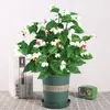 Mudas de Flor Pérola do Dragão Plantas em Vasos com Flores para Jardins de Interior, Florescendo o Ano Todo, Fácil de Cuidar, Trepadeiras Ornamentais