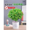 Planta en Maceta Flor de Milán, Planta de Interior con Flores y Capullos, Planta Verde Repelente de Mosquitos, Bonsái de Tocón Viejo, Planta de Floración Cuatro Estaciones, Fragante y Fácil de Cuidar