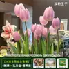 Resistencia al FríoTulipán Holandés Hidropónico Planta de Floración Cuatro Estaciones Planta Verde Flores en Maceta para Sala de Estar Apto para Principiantes