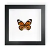 Mariposa Real, Especie Preciosa de Verano, Mariposa Rara, Mariposa Pequeña de Cinta Verde, Adorno de Escritorio, Espécimen de Regalo, Pintura Decorativa, Espécimen de Mariposa