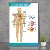 Diagrama da Estrutura Esquelética da Anatomia Humana, Diagrama de Distribuição dos Órgãos Internos, Nervos e Músculos, Quadro de Parede do Sistema Respiratório e Órgãos Digestivos