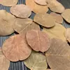 30 Pinhas, Pinhas Bonitas, Decoração de Jardim de Infância, Joias Criativas Feitas à Mão, Pintura de Pinhas, Torre de Pinhas DIY Pinha