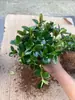 Plantas Perenes e Tolerantes à Seca Adequadas para Todas as Estações, Fáceis de Manter, Trazem Boa Sorte, Flores e Plantas Peixe-Dourado, Plantas em Vasos Peixe-Dourado e Lírio-Aranha para Sala de Estar Interna