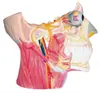 Modelo de Anatomia Muscular Profunda do Pescoço Modelo: Yj/Jj1289, Modelo de Anatomia Parcial do Corpo Humano