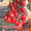 Mudas de Vegetais, Mudas de Tomate Anão, Tomates Cereja, Tomates Milênio, Mudas de Berinjela, Mudas de Pepino, Mudas de Tomate