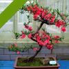 Venta al por mayor Begonia Flor en Maceta Plántula Bonsái Doble Pétalo Tronco Viejo Planta Verde de Patio Floración Cuatro Estaciones Interior