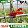 Fabricantes Transfronteiriços de Prendedores para Melão-Inverno Atacado Prendedores para Galhos de Maracujá, Prendedores para Ramificações de Tomate, Prendedores para Videiras de Estufa e Prendedores de Suporte para Plantas