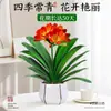 Planta Clívia Premium em Vaso com Botões de Flor, Planta de Interior Fácil de Cuidar, Mudas de Orquídea para Quatro Estações, Dez Flores Mais Valiosas para a Sala de Estar