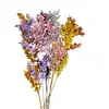 Folhas Ricas Tingidas Únicas Flor Eterna Material Flor Seca Folha Seca Material Decoração de Casamento Atacado em Estoque