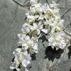 Simulación de flores de boda, venta al por mayor, 2 tenedores, jacinto, champán, delphinium, boda, camino, fondo, decoración, flor falsa