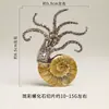Runya Cristal: Joyería de Rodaja de Fósil de Caracol Natural Manchado de Venta Caliente Transfronteriza, Joyería de Muestra Mineral Fósil al por Mayor