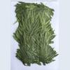 Helecho Rocoso Maquillaje Seco Planta Especimen Flor Seca Estampado Carcasa de Teléfono Móvil Marcador Hoja Real Flor Real Pegatina de Hoja