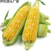 Maíz dulce recién cosechado con cáscara, maíz dorado de fruta cultivado en granja, maíz amarillo tierno 4.5 kg Envío gratis