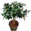 Dropshipping Xiangfei Camelia Camelia en maceta Plántulas de camelia Florales de interior Fáciles de cultivar Todo el año Camelia Fácil de vivir y florecer