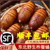 Pupas de Gusano de Seda Tussah del Noreste Frescas, Pupas de Gusano de Seda Amarillo Grande Silvestres, Pupas de Cigarra Frescas Vivas, Pupas de Cigarra Negras y Amarillas Silvestres 500g Todo el Año