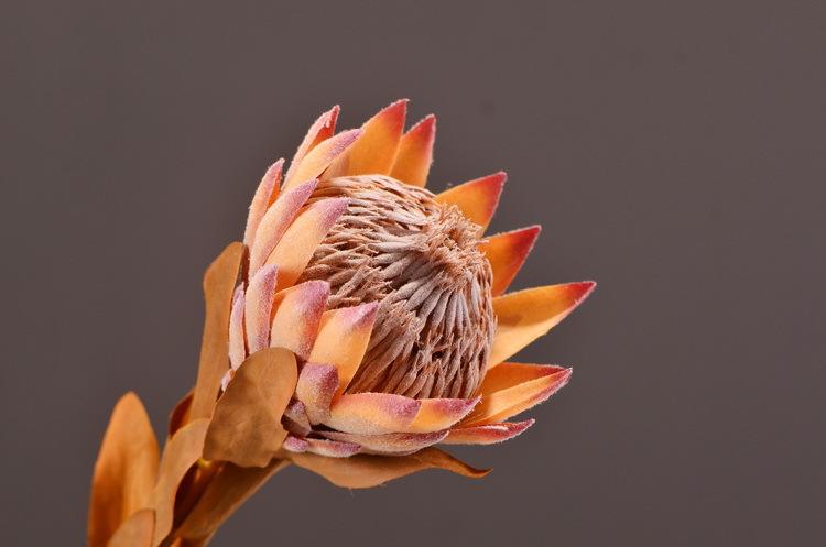 4-6咖粉色干枯帝王花.jpg