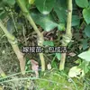 Plantones de Pomelo Naranja Dulce para Venta por Dropshipping, para Plantar en Macetas en el Norte y Sur, Plantación en Patio, Plantones de Cítricos Naranja Dulce sin Semillas Injertados