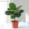 Planta de Ficus Lyrata en maceta para uso en interiores, planta madura de hojas grandes, planta verde popular para oficinas, planta grande de estilo nórdico, adecuada para salas de estar, fácil de cuidar