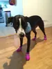 Cachorrinhos Cores Doces Antiderrapantes Impermeáveis Borracha Sapatos de Chuva Botas Capa para Patas (Roxo,Médio)