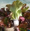 Cesta de Plantación Hidropónica Fijador de Raíz Cultivo sin Suelo Equipo para Verduras Plástico Esponja de Plantación Profundizada Taza para Cultivo de Plantas