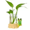 Desenho Animado Sapo Pet Fofo Pesca Pothos Vaso Hidropônico Cultura em Água Planta Recipiente para Flores Decoração de Arranjo de Flores para Sala de Estar Presente Criativo