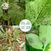 Yikuijing 52.5% Azoxistrobin, Fungicida para Tomate, Chile, Pepino Mildiú velloso y Tizón temprano