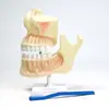 Qinghua Jamaica y Modelo de Anatomía Molar Escuela Secundaria Enseñanza Biológica Instrumento de Ciencia y Educación Modelo Médico