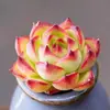 Base de planta suculenta autoproducida y autovendida al por mayor suculentas pequeñas combinación de flores plantas en maceta plantas carnosas Lithops Haworthia