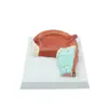Pnt-0336 Modelo de Anatomía Muscular Oral y Muscular de la Lengua Modelo Médico de Enseñanza Modelo de Enseñanza Oral