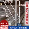 Fabricante de gaiolas para frangos, gaiola para frangos poedeiros tipo escada de três e quatro andares, equipamentos automatizados para criação de aves galvanizados a frio, personalizado