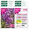 Las Semillas de Mostaza Azul Florecen en Todas las Estaciones y Son Fáciles de Cultivar en Interiores y Exteriores Balcón Plantas Verdes Macetas Patio Semillas de Flores Semillas de Flores