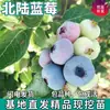 Hokuriku Mudas de Frutas Mirtilo para Plantio no Quintal, Vasos para Varanda, Adequado para Plantio nas Regiões Norte e Sul, com Sacos de Terra para Mudas Vivas