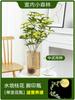 Sementes de Osmanthus Hidropônico em Vasos com Botões e Fragrância Forte para Interior, Escritório, Mesa, Cultivo em Água o Ano Todo