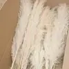 Flores de Caña Secas Ins Estilo Nórdico Flores Eternas Hierba de la Pampa Amazon Venta Caliente al por Mayor Ramo de Flores Estilo Ins Plantas