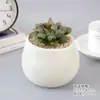 Planta Suculenta Pequeña en Maceta de Jade Cristalino Sakura, Resistente a la Sequía de Interior, Fácil de Cuidar, Planta Decorativa de Hojas, Planta Verde Pequeña para Exhibición en Mesa, Linterna de Hielo, Linterna de Loto